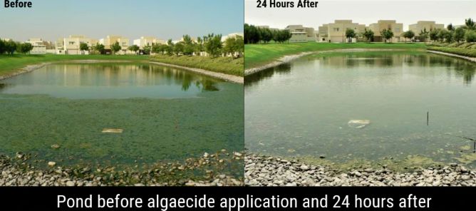 Algae Comparison