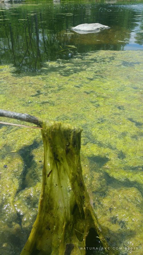 Algae Pond Treatment